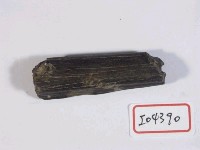 藏品(動物骨化石)的圖片